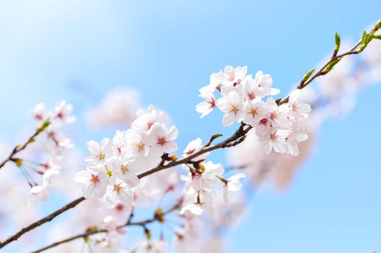 桜